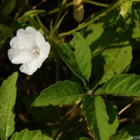 Distimake cissoides (Lam.) A.R.Simões & Staples